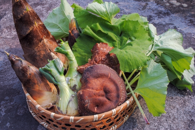 採れたて山菜盛り